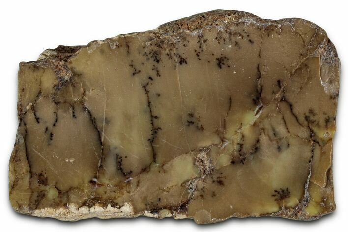 Polished Dendritic Opal Section - Western Australia #353792